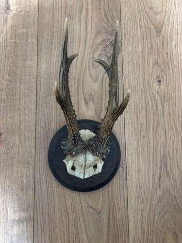 Alte geweihe jagdtrophäen - geweihe,