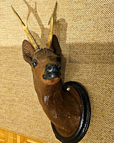 Antiker rehbock rehkopf jagd - rehkopf,