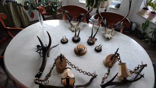 Konvolut hirschgeweihe - ,